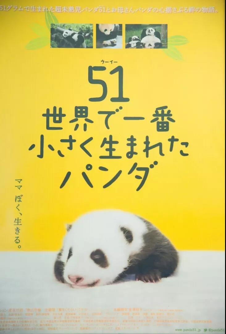 会员风采|pandapia:直播打造大熊猫网红